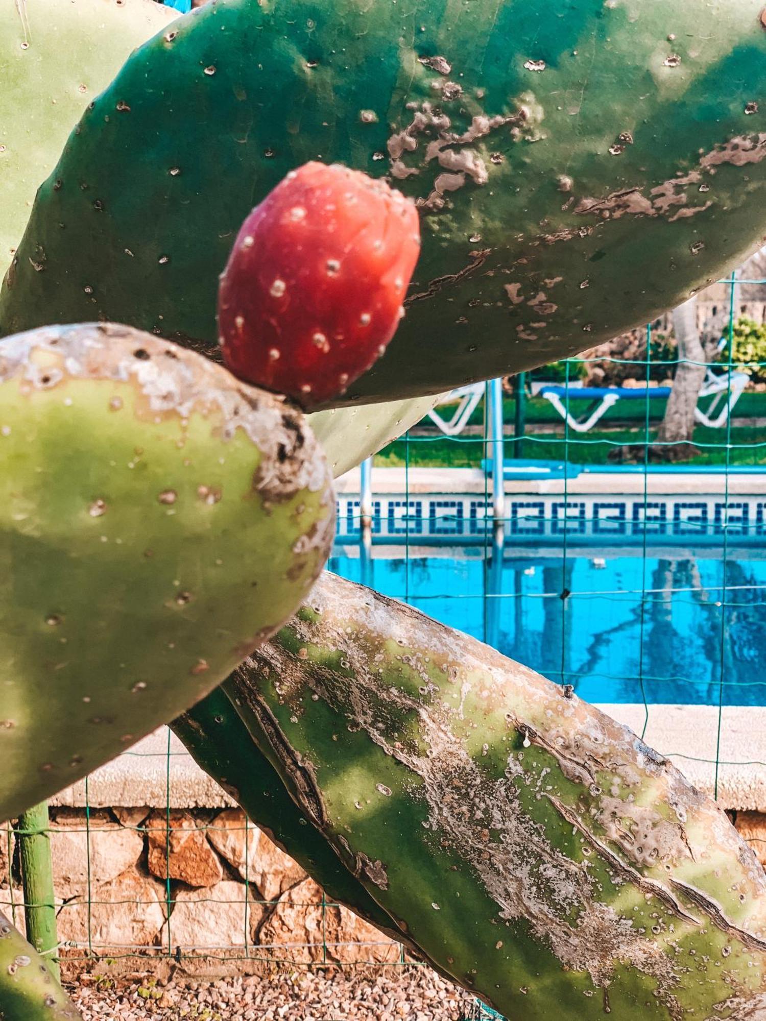 Buganvilla Es Trenc Vakantiehuis